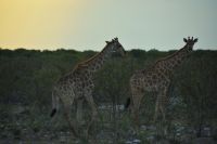 Giraffen in der Dämmerung (Etosha-NP)