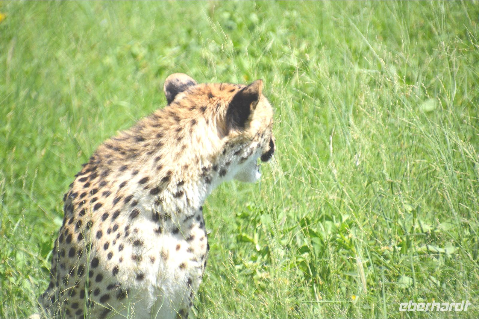 Rundumblick ist wichtig (Etosha-NP)