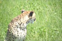 Rundumblick ist wichtig (Etosha-NP)