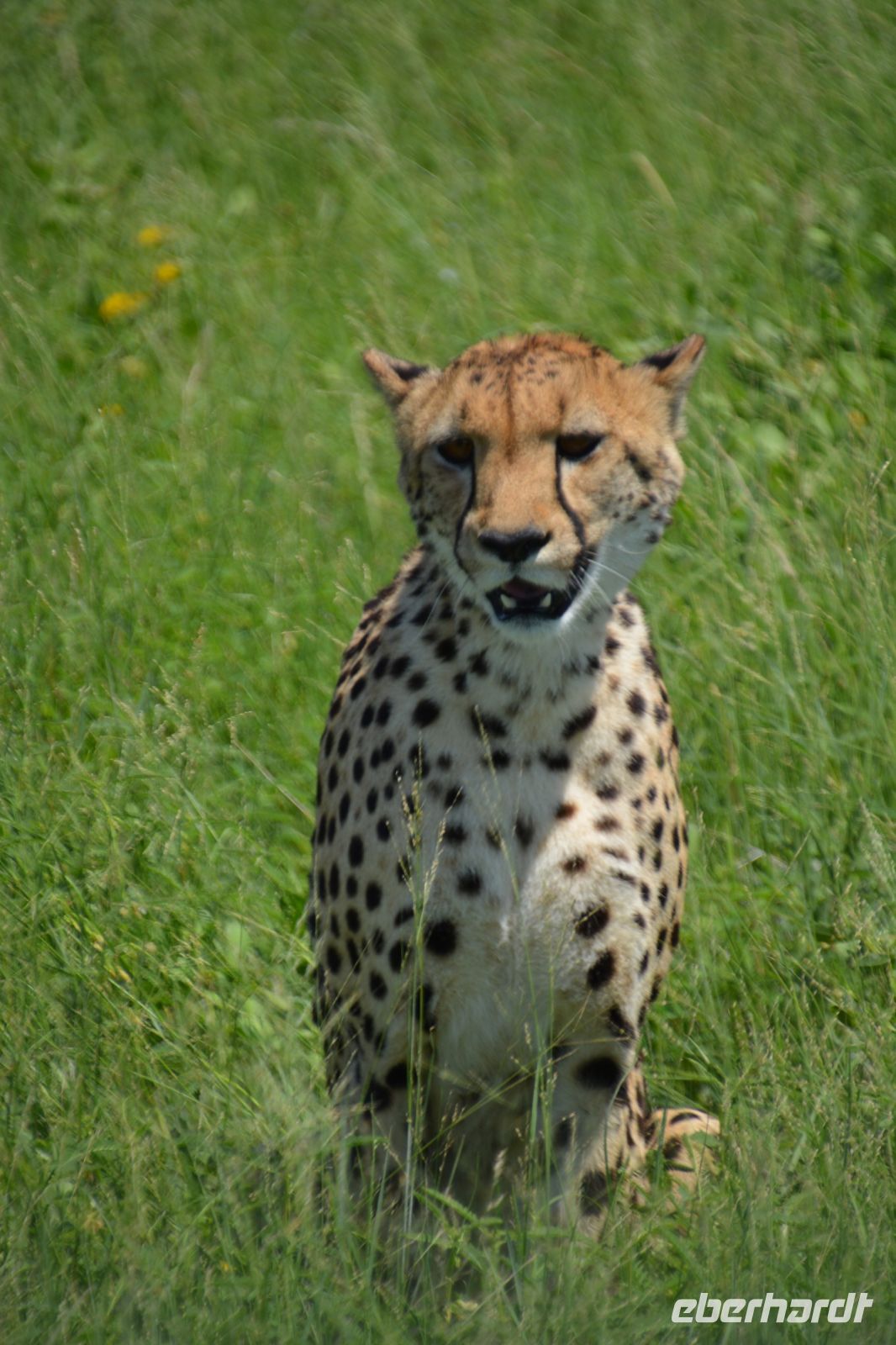 Überraschung am späten Nachmittag - ein Gepard ) Etosha-NP