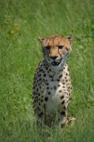 Überraschung am späten Nachmittag - ein Gepard ) Etosha-NP