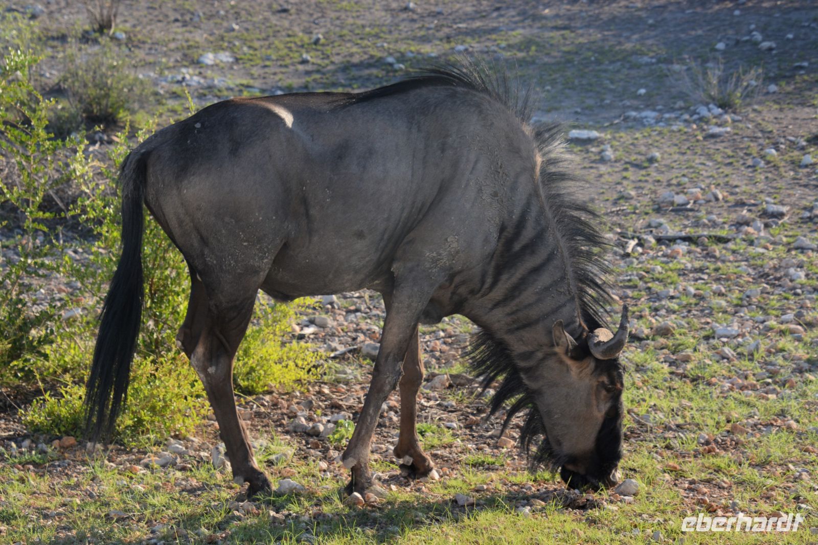 Streifengnu aus der Nähe (Etosha-NP)