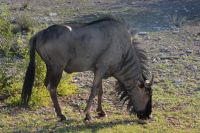 Streifengnu aus der Nähe (Etosha-NP)