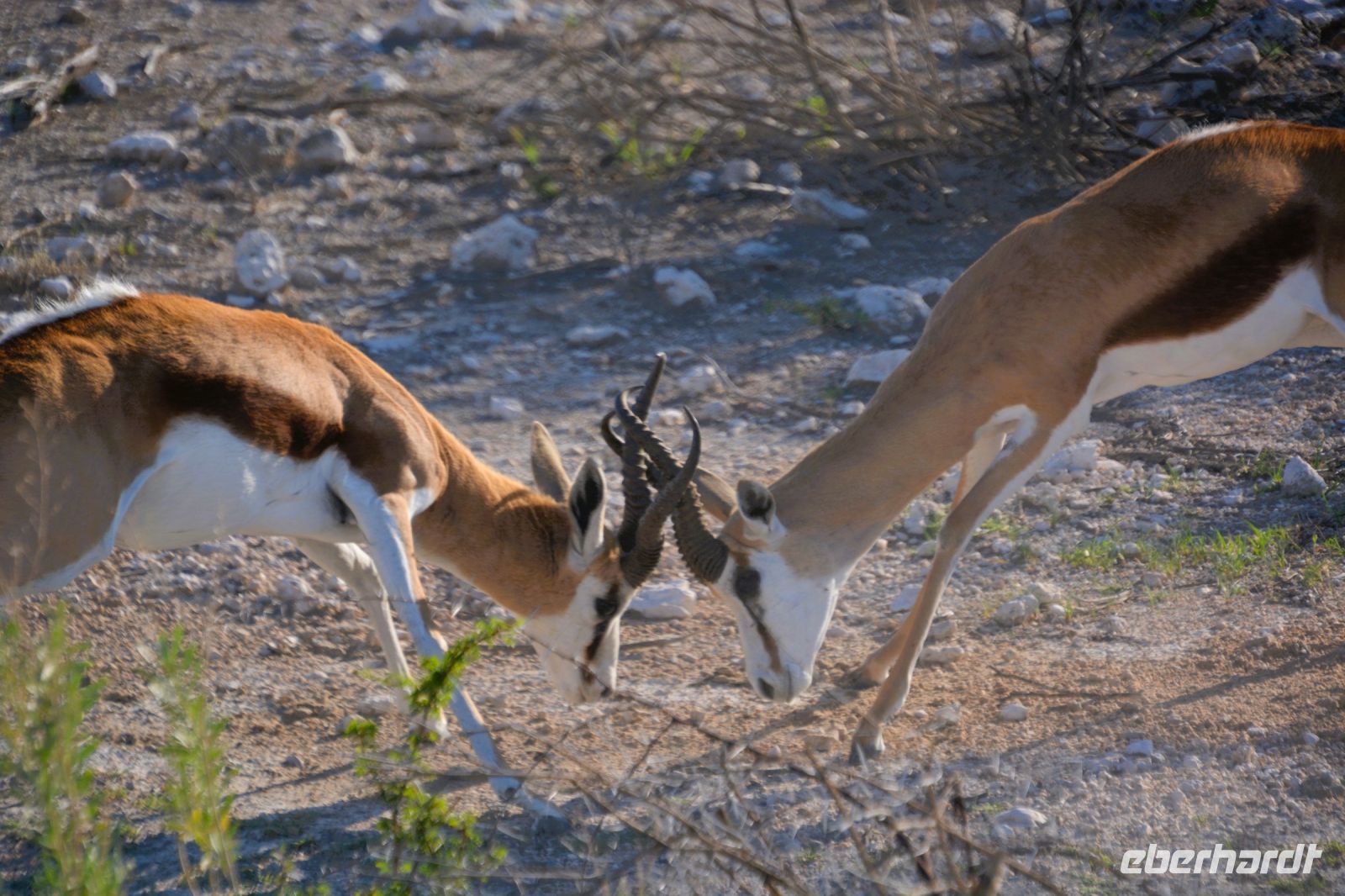 Kräftemessen der Springböcke (Etosha-NP)
