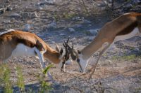 Kräftemessen der Springböcke (Etosha-NP)