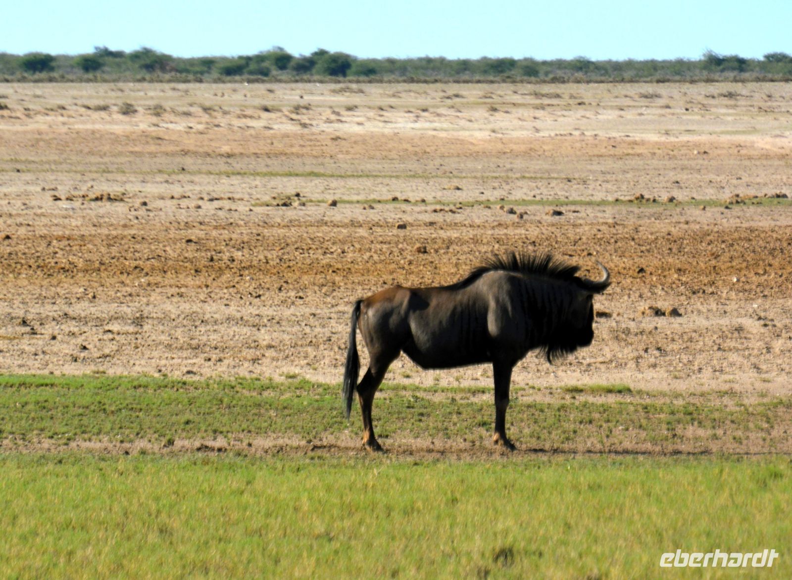 noch ein Streifengnu (Etosha-NP)