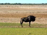 noch ein Streifengnu (Etosha-NP)