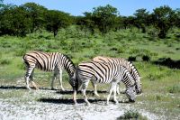 Zebras beim Frühstück (Etosha-NP)