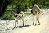 Mutter und Junges (Etosha-NP)