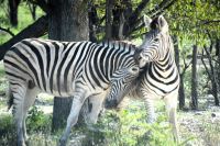 Schmusen muss sein (Etosha-NP) 