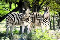 harmonische Eintracht bei Zebras (Etosha-NP)