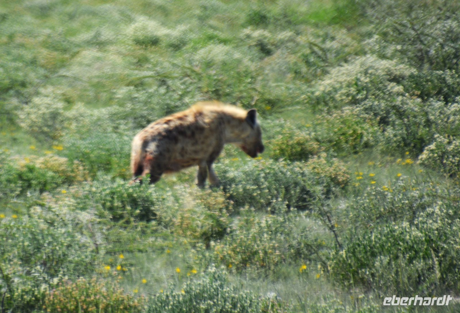 Tüpfelhyäne nicht ganz scharf (Etosha-NP)