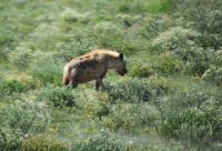 Tüpfelhyäne nicht ganz scharf (Etosha-NP)