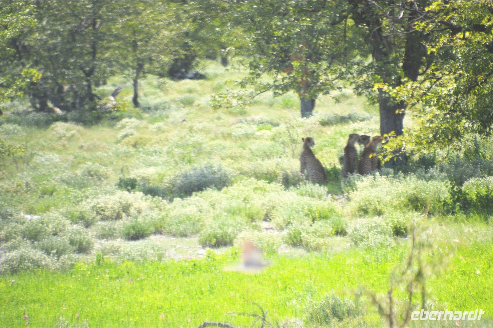 Geparden Familie nicht weit von uns (Etosha-NP)