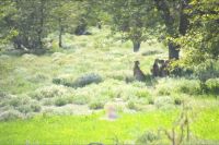 Geparden Familie nicht weit von uns (Etosha-NP)