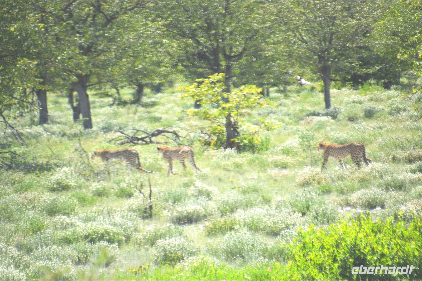 Wechsel des Schattenplatzes (Etoscha-NP)
