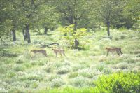 Wechsel des Schattenplatzes (Etoscha-NP)