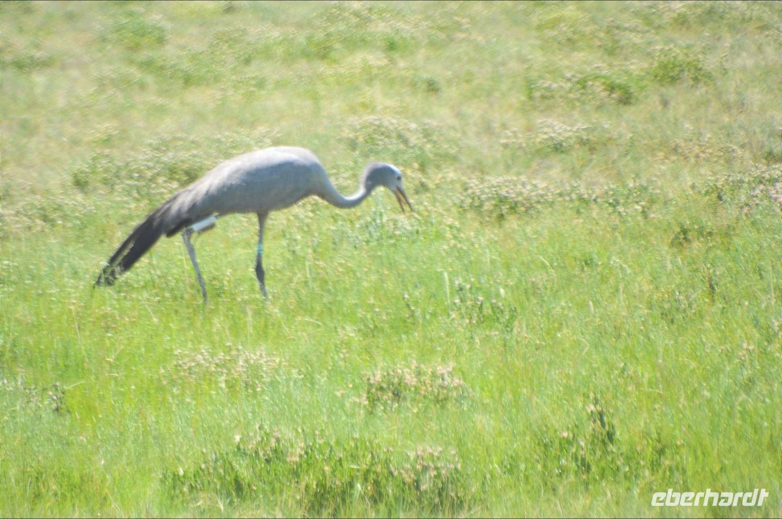 Paradieskranich (Etosha-NP)