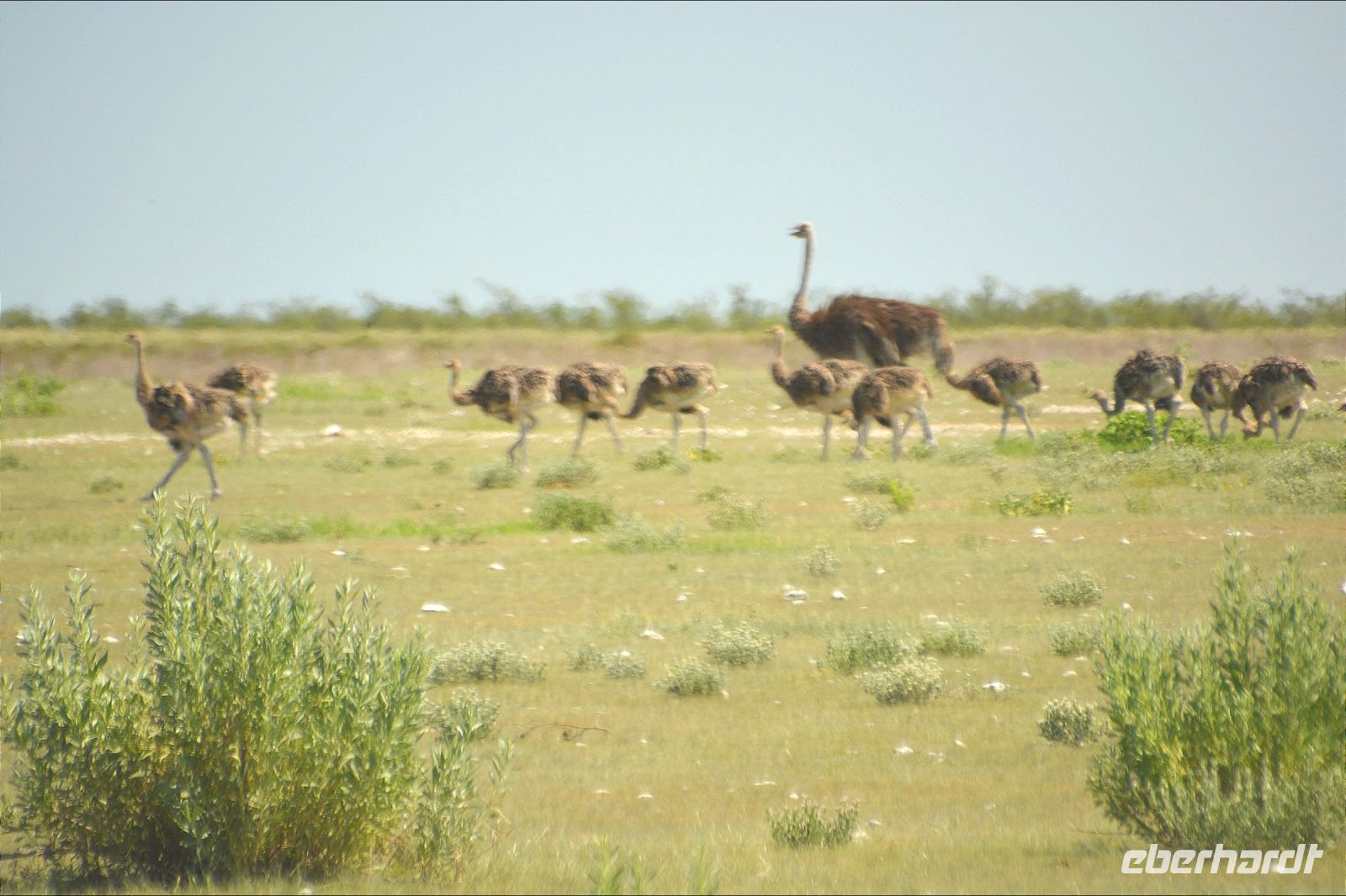 Straußenfamilie (Etosha-NP)