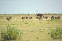 Straußenfamilie (Etosha-NP)