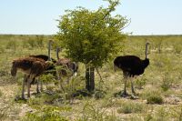 Straußenversammlung am Baum (Etosha-NP)