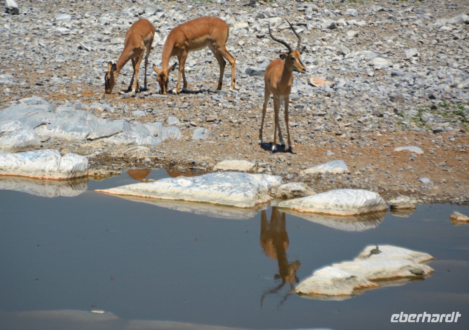 Idylle am Wasserloch (Etosha-NP)