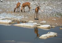 Idylle am Wasserloch (Etosha-NP)