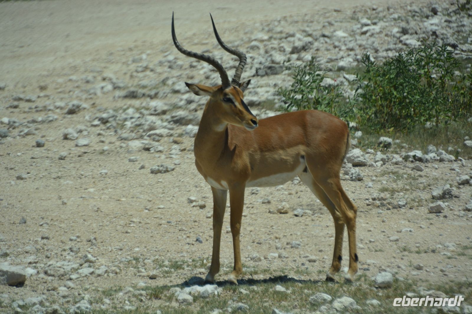 Impala-Bock (Etosha-NP)