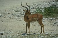 Impala-Bock (Etosha-NP)