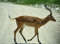 Tiere haben Vorfahrt (Etosha-NP)