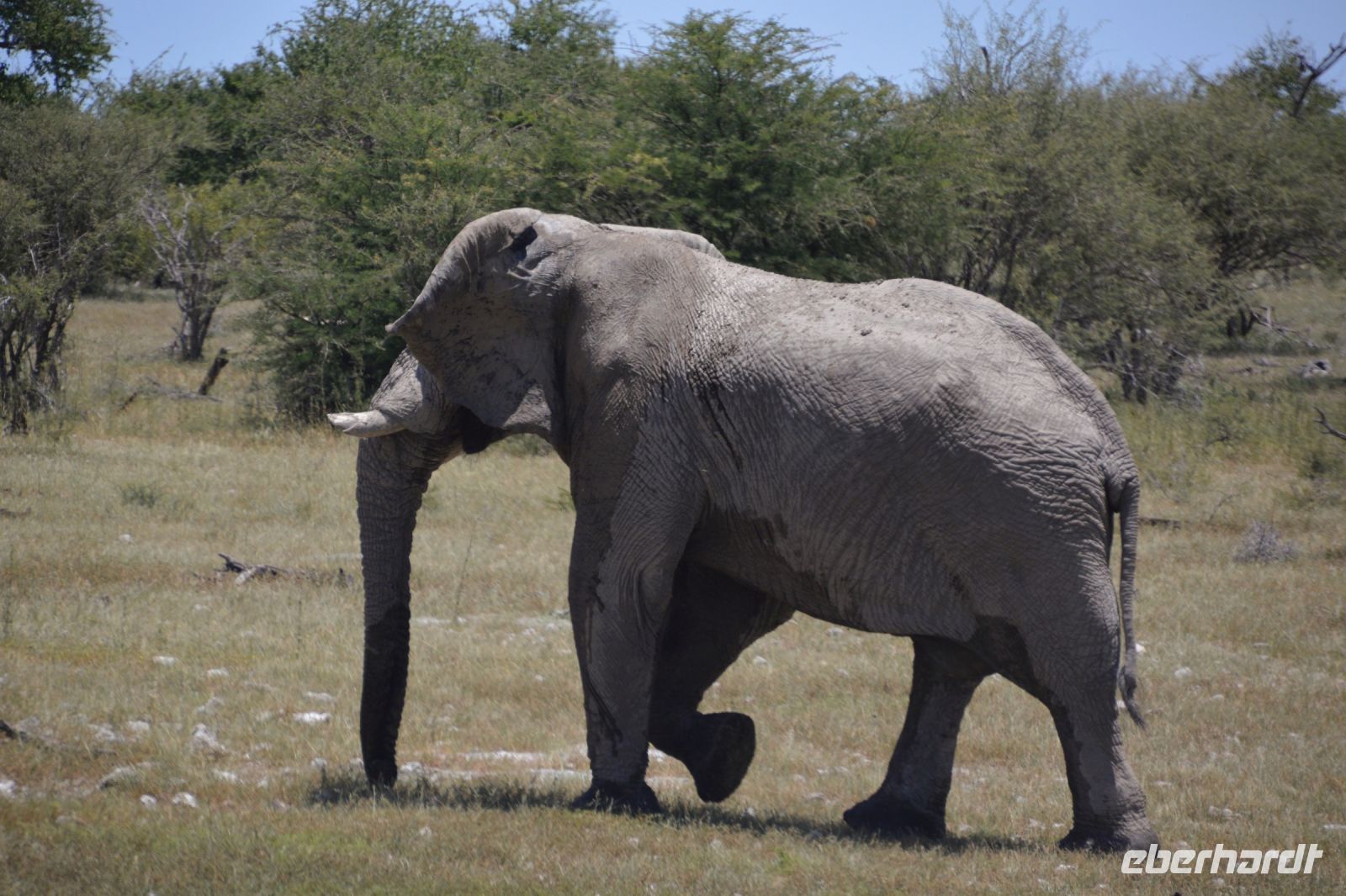 endlich - ein Elefantenbulle (Etosha-NP)