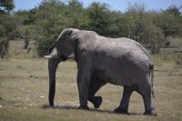 endlich - ein Elefantenbulle (Etosha-NP)