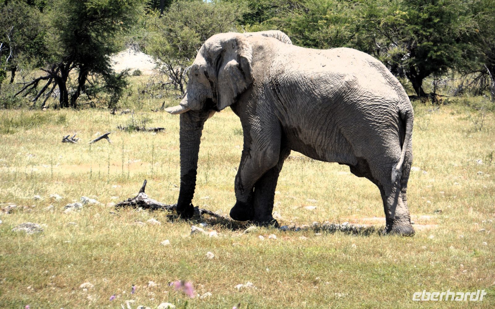 schwerer Dickhäuter (Etosha-NP)