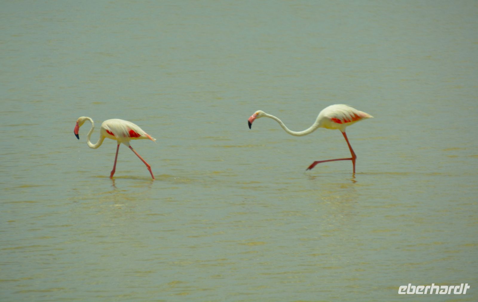 Flamingos auf Abendpirsch (Etosha-NP)