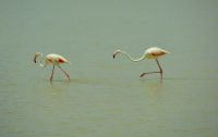 Flamingos auf Abendpirsch (Etosha-NP)