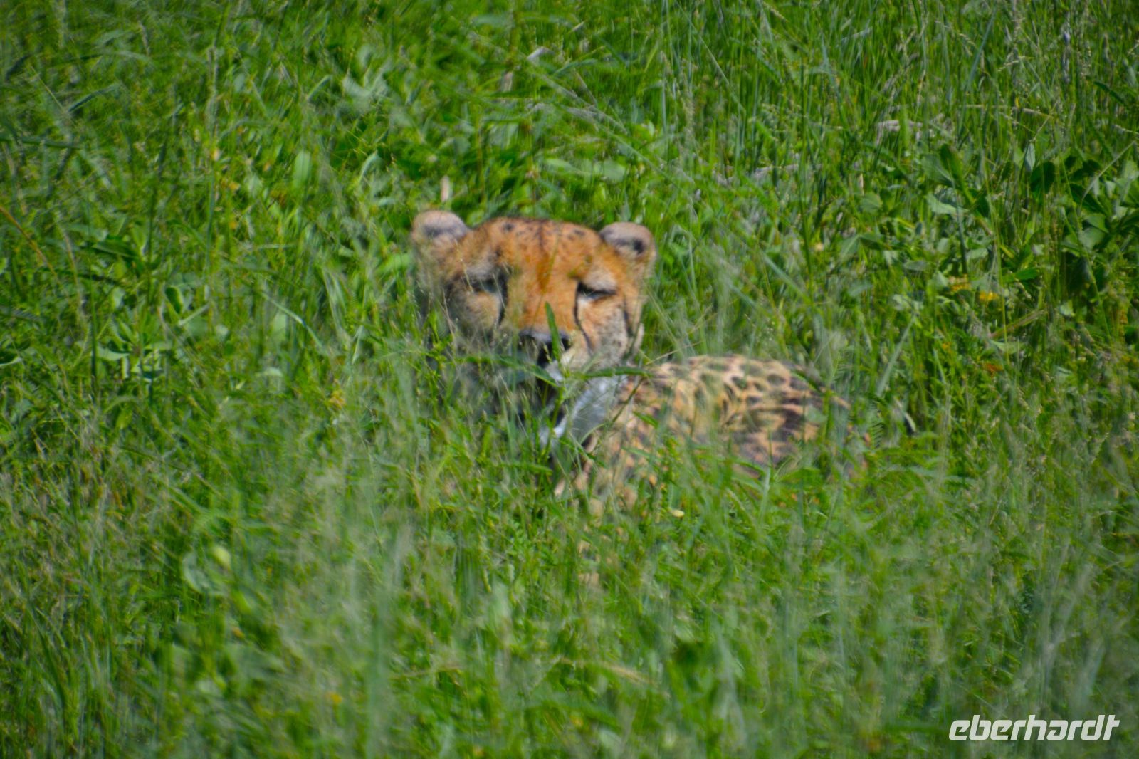 Gepard - versteckt am  Pistenrand (Etosha-NP)