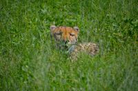 Gepard - versteckt am  Pistenrand (Etosha-NP)