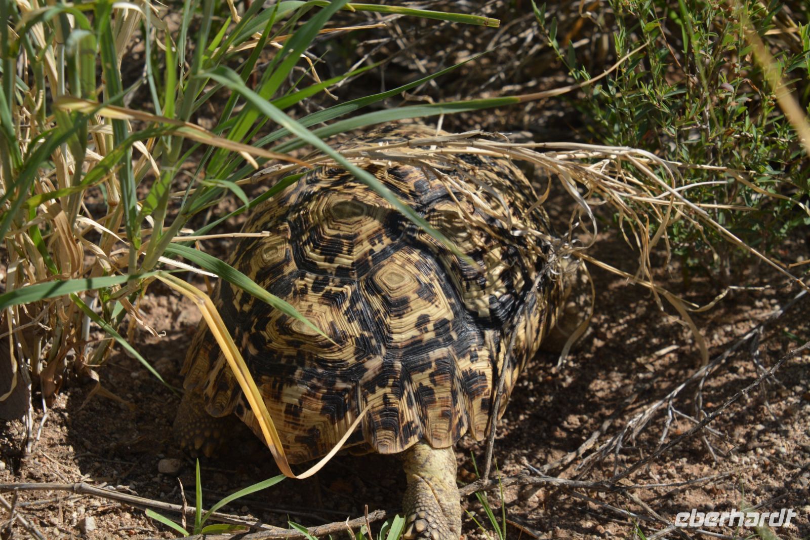 Schildkröte am Straßenrand auf dem Weg nach Windhoek