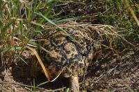 Schildkröte am Straßenrand auf dem Weg nach Windhoek