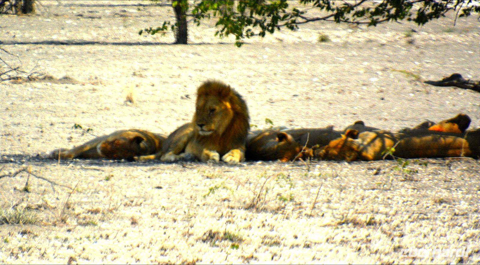 das sind doch Löwen!