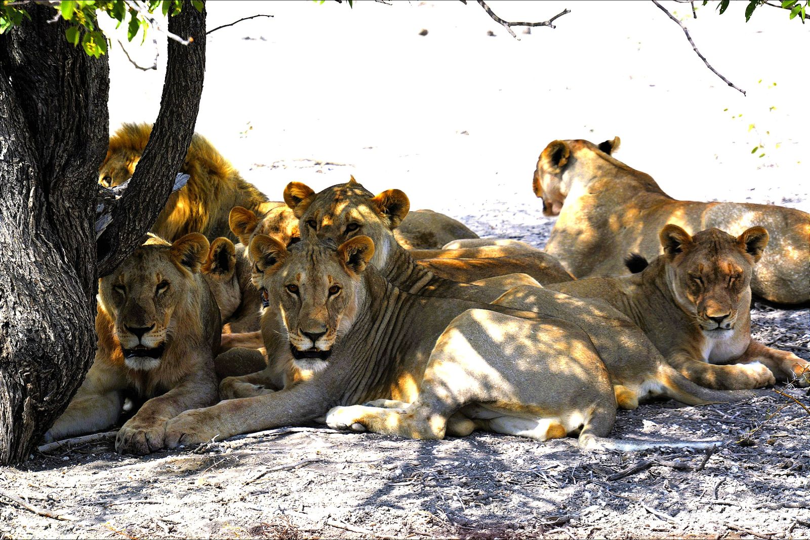 können diese Löwen Böses tun? (Etosha-NP)