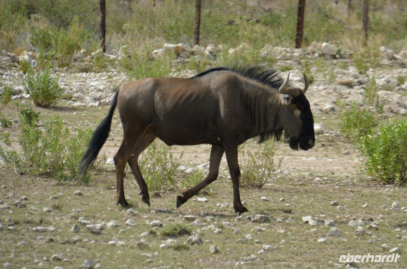 Streifengnu (Etosha-NP)