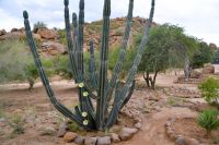 blühende Euphorbia in der Ai Aiba-Lodge