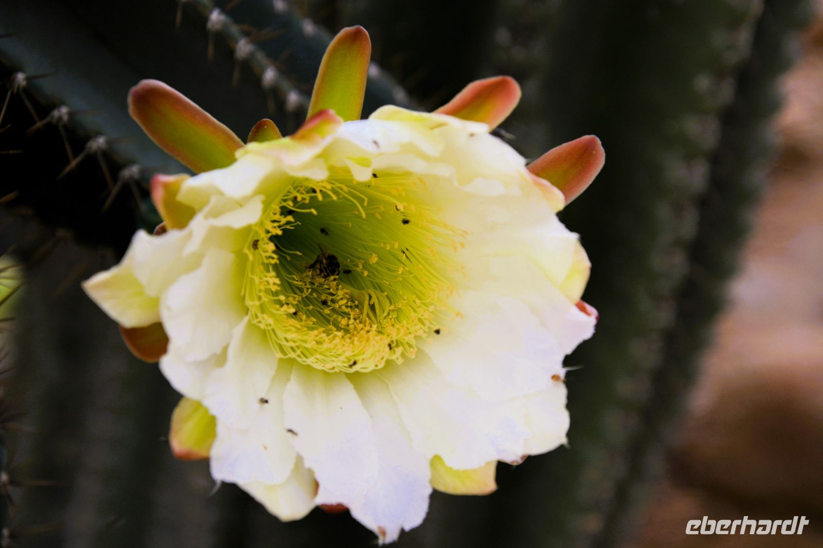 Euphorbienblüte herangezoomt