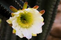 Euphorbienblüte herangezoomt