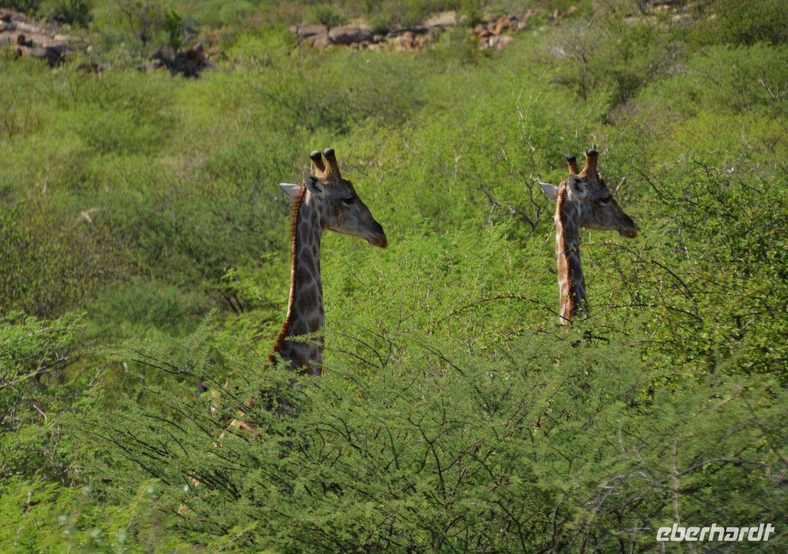 Giraffenhälse auf dem Weg zum Etosha-Nationalpark