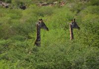 Giraffenhälse auf dem Weg zum Etosha-Nationalpark