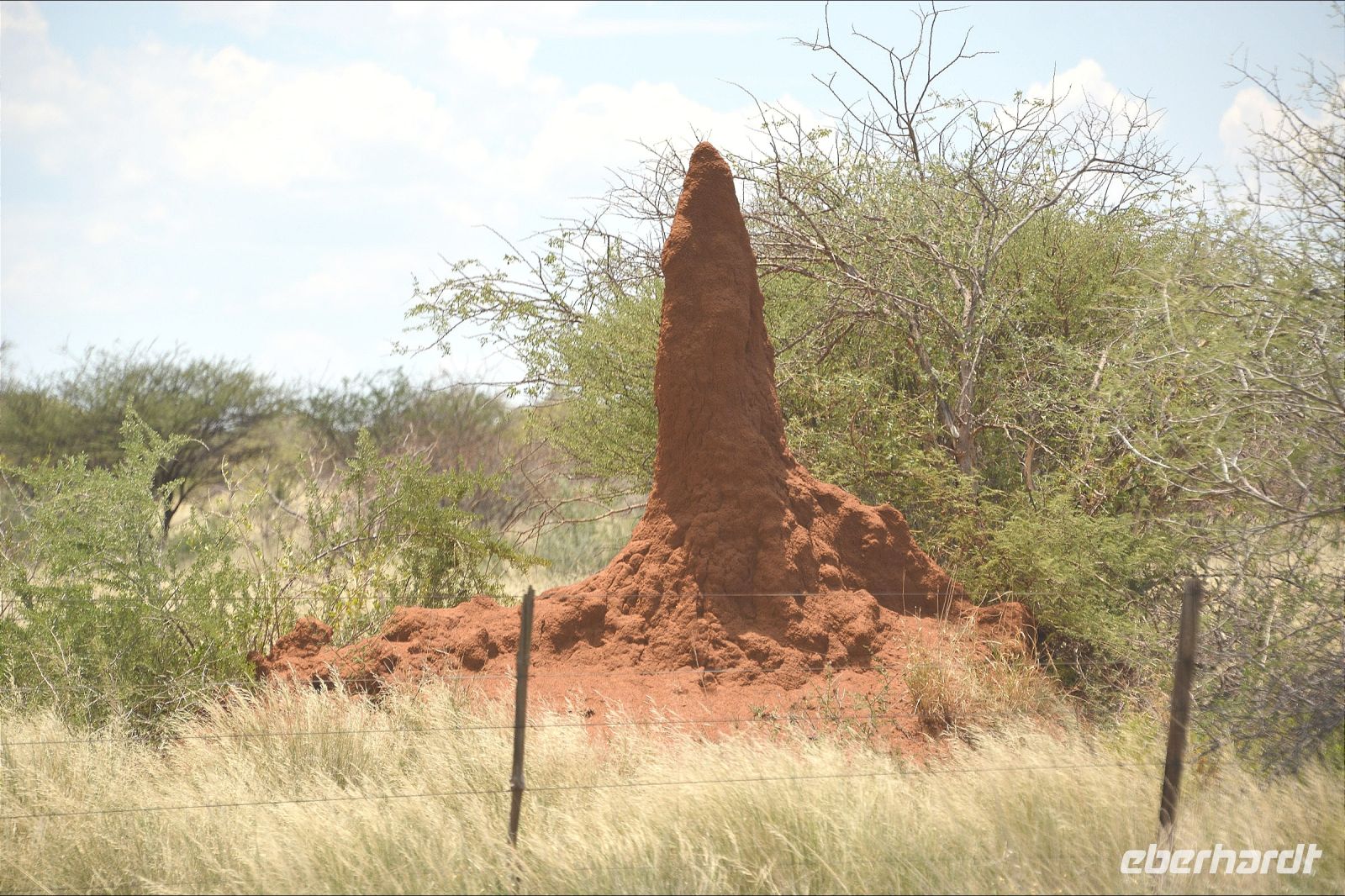 Termitenhügel auf dem Weg nach Etosha