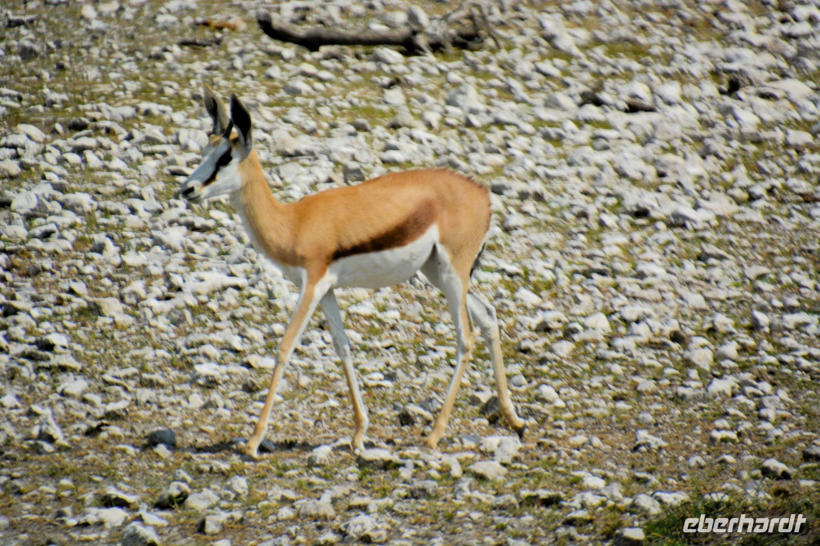 junger Springbock in Etosha