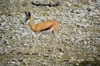 junger Springbock in Etosha